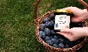 odvsv.webp