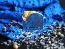 k9-as-blueberryjam-image2.webp